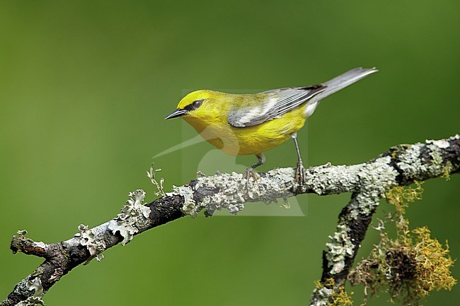 Adult male Blue-winged Warbler, Vermivora cyanoptera
Galveston Co., Texas
April 2017 stock-image by Agami/Brian E Small,