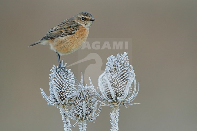 Vrouwtje Roodborsttapuit in zit; Female European Stonechat perched stock-image by Agami/Menno van Duijn,