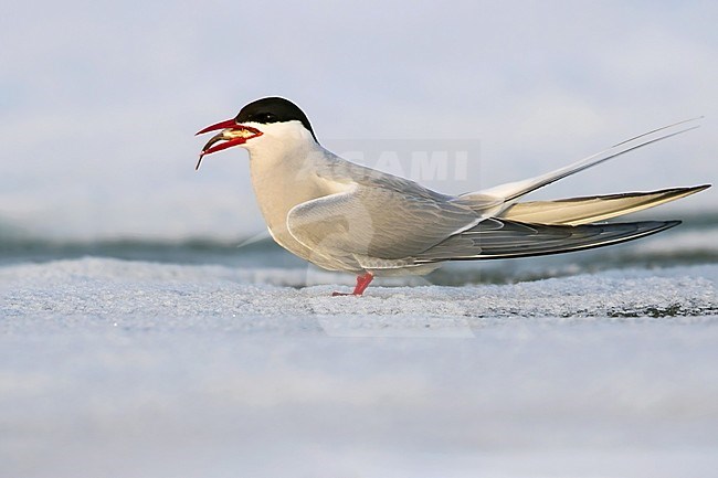 Arctic Tern (Sterna paradisaea ) on the arctic tundra near Barrow in northern Alaska, United States. Adult in breeding plumage. Standing on ice. stock-image by Agami/Dubi Shapiro,