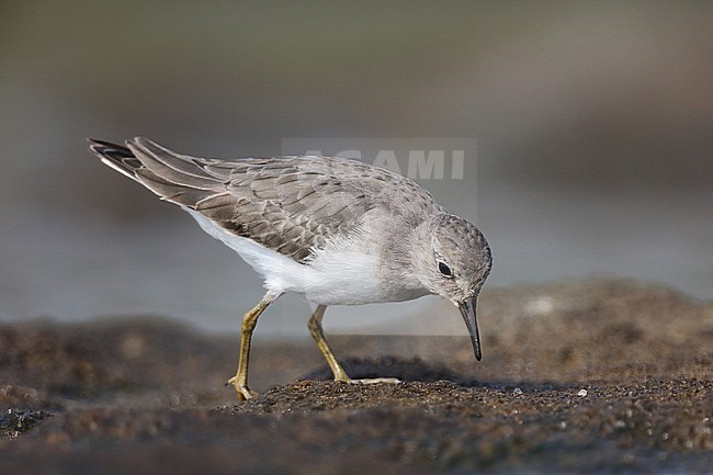 First-winter Temminck's Stint (Calidris temminckii) Leizhou, Guangdong, China. Foraging in wetland habitat. stock-image by Agami/Jonathan Martinez,