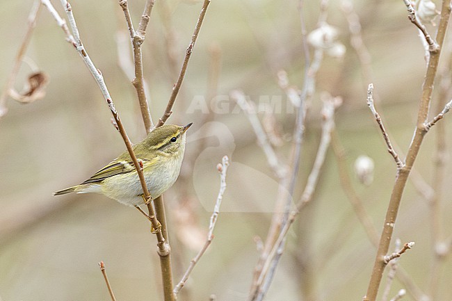  stock-image by Agami/Menno van Duijn,