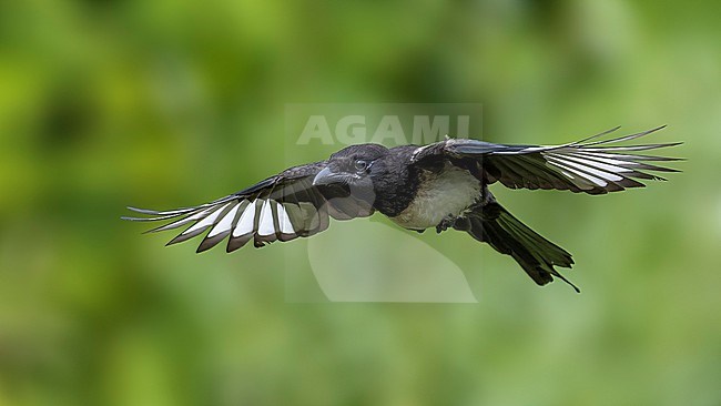 Juvenile probably male Eurasian Magpie (Pica pica pica) flying over a pool in Jette Brussels, Brabant, Belgium. stock-image by Agami/Vincent Legrand,