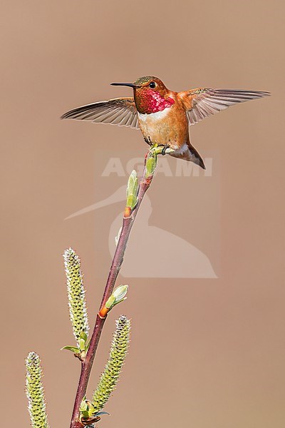 Rufous Hummingbird (Selasphorus rufus) perched on a branch in Victoria, BC, Canada. stock-image by Agami/Glenn Bartley,