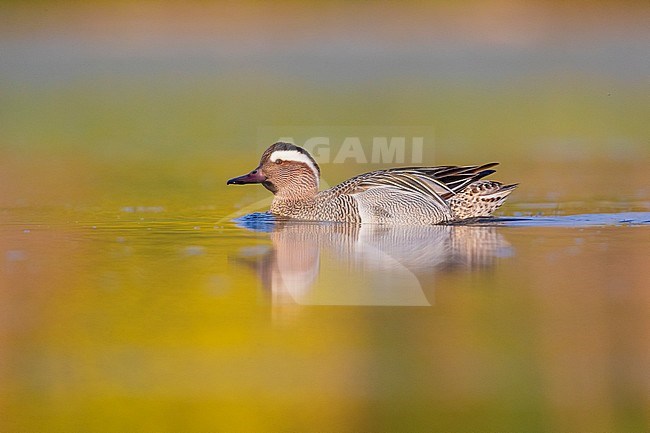Garganey (Anas querquedula), side view of a drake swimming in a pond stock-image by Agami/Saverio Gatto,