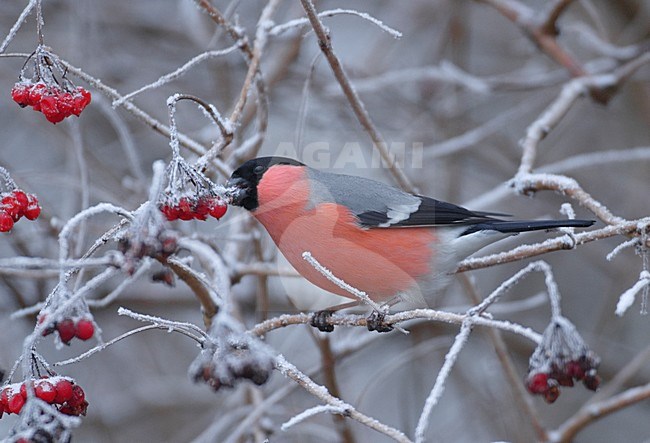 Mannetje Goudvink in de winter; Male Eurasian Bullfinch in winter stock-image by Agami/Hans Gebuis,