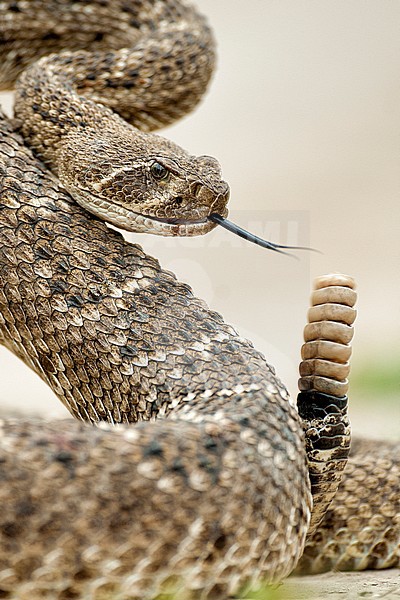 Agami - Texaanse ratelslang, Western diamondback rattlesnake, Crotalus a