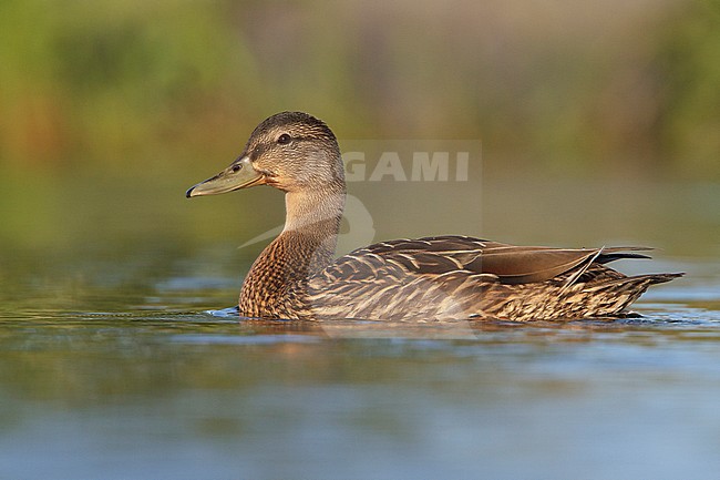 Agami - Hybrid Mallard X American Black Duck